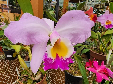 Orquidário MV