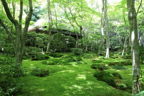 Gio-ji