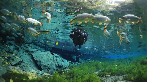 Aquario de Bonito
