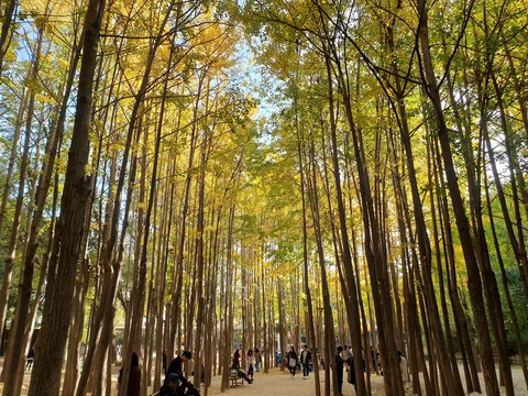 Seoul Forest Park