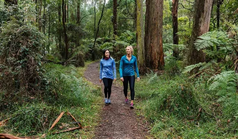 Dandenong Ranges National Park