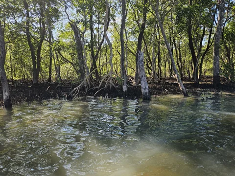 Manguezal do Rio Pereque-Acu
