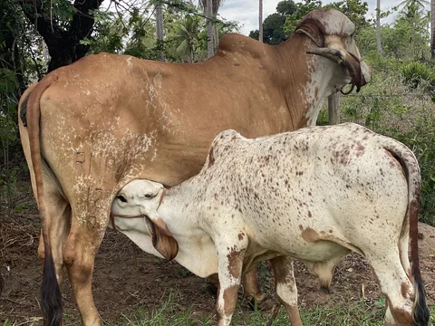Fazenda de Caju Cajueiro Rei