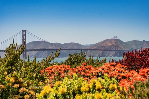 Presidio Tunnel Tops