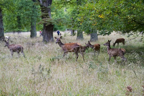Jægersborg Dyrehave