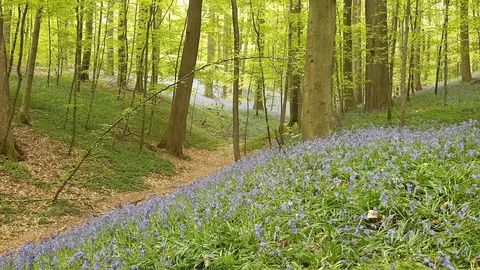 Forêt de Soignes