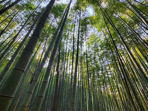 Ahopsan Forest