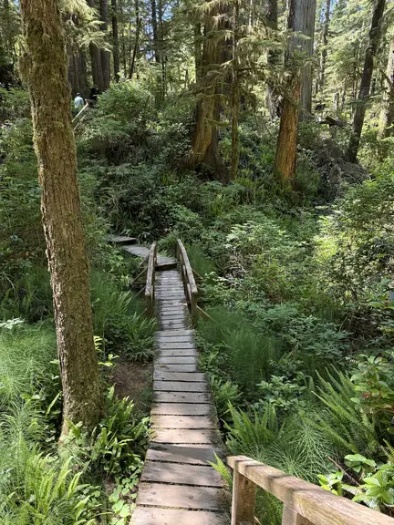 Rainforest Trail