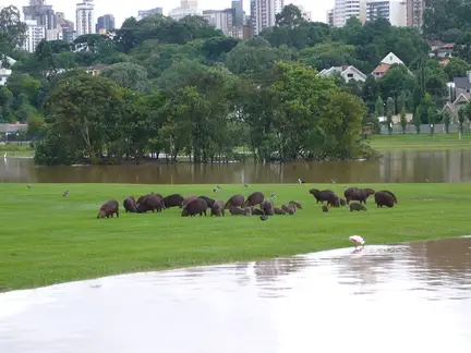 Parque Barigui