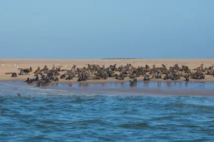 Pelican Point
