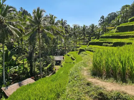 Tegalalang Rice Terrace
