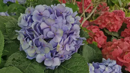 Allan Gardens Conservatory