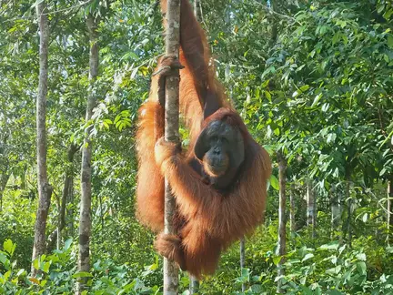 Tanjung Harapan Camp