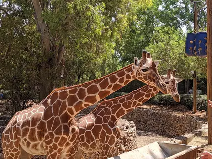 Safari Ramat Gan