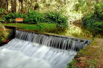 Horto Florestal