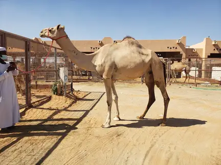 Camel Market