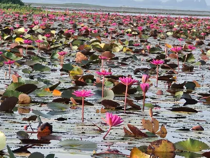 Thale Noi Lake